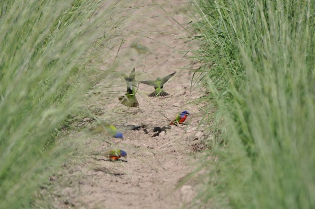 Photo credit: Native American Seed