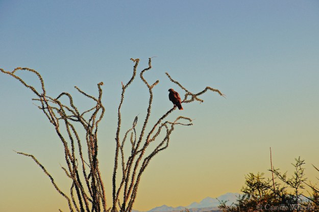 November 1, 2015: Red-tailed hawk in ocotillo, Big Bend National Park