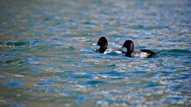 A pair of Lesser Scaups accompanied me for a short stretch on Lady Bird Lake.