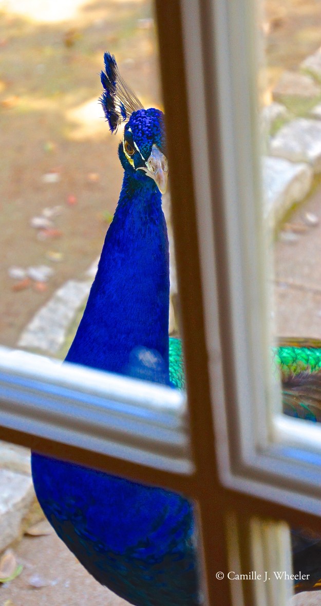 Peacock3